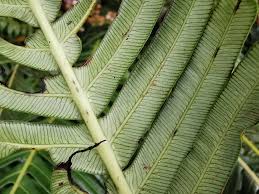 Image result for Blechnum attenuatum