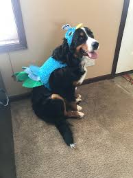 All of our dogs are our family pets. Available Puppies