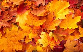 See more ideas about autumn, graphic resources. Fall Background Images That You Can Use In Your Designs