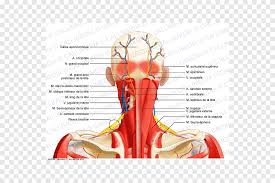 The suboccipital muscles act to rotate the head and extend the neck. Aponeurosis Posterior Triangle Of The Neck Nerve Muscle Neck Muscle Text Hand Png Pngegg