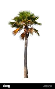 Image result for Washingtonia