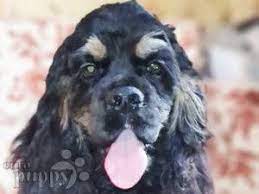 Find dogs and puppies from michigan breeders. American Cocker Spaniel For Sale American Cocker Spaniel Puppies