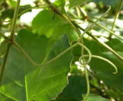 Image result for Rhoicissus tomentosa