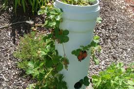 Erdbeeren im rohr vertikal oder horizontal pflanzen? Erdbeersaule Erdbeerrohr Schnell Projekt Bauanleitung Zum Selberbauen 1 2 Do Com Deine Heimwerker Community