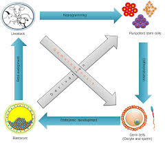 We did not find results for: Perspectives Of Pluripotent Stem Cells In Livestock