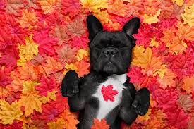 To many dog owners, 'can your dog swim?' seems like a fairly odd question. A Guide To The French Bulldog Personality For Prospective Owners