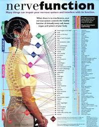 Spinal Nerve Chart Dr David Suskin East Meadow