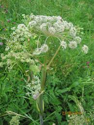 Image result for Physotrichia