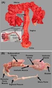 Reproductive Physiology Of Swine Sciencedirect