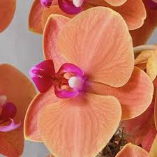 Image result for Orchidaceae
