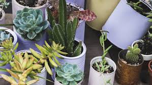 Jardinería decoracion cactus espacio cactus terrario cactus terrario plantas. Wxv2gwe4msmfbm