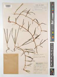 Image result for Cymodoceaceae