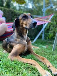 Retrouvez facilement les sites internet de l'activité d'animaux refuge de la catégorie animaux de compagnie. Des Nouvelles De Nalia Une Heureuse Adoptee Du Refuge De Villevaude Fondation Assistance Aux Animaux Actualites