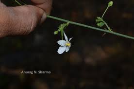 Image result for Hibiscus micranthus