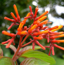 Image result for Hamelia patens