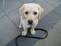 Nogle af disse navne er egentlig ganske glimrende, mens andre nok må siges at være ret misvisende. Labrador Retriever Maggie 2009 Lys Formel 1 Taeve Hun Er Meg