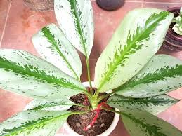 While they appreciate a little extra humidity, aglaonema can handle slight neglect or a missed watering. Aglaonema Evergreen Silver Bay Plant Furniture Home Living Gardening Plants Seeds On Carousell