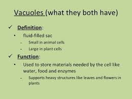 Vacuoles store water and become turgid when water enters the cell through osmosis.when cell loses water vacuoles helps the cell to retain the shape. Aug 24 Plant Vs Animal Cells