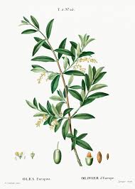 Green Olive Olea Europaeafrom Traite Des Arbres Et Arbustes Que L On Cultive En France E Botanical Illustration Vintage Flower Illustration Plant Illustration