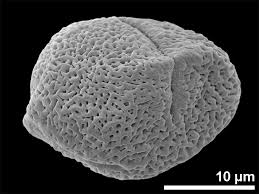 Image result for Astropanax