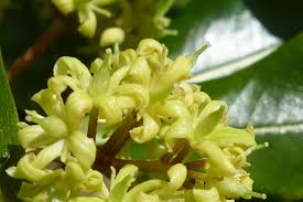 24/7 customer service · truly original gifts · satisfaction guarantee New Zealand S Second Nicest Smelling Flowers Now In Bloom Te Papa S Blog