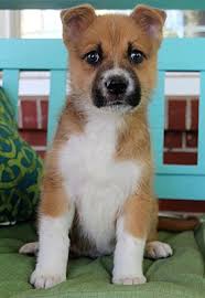 Adopting a puppy mill survivor can be a challenging yet exceptionally rewarding persons interested in adopting from national mill dog rescue must read the requirements for. Nashville Tn Sheltie Shetland Sheepdog Meet Neo A Pet For Adoption