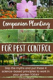 In your vegetable garden ants 'farm' aphids, even moving aphids to put them on better plants. Companion Planting For Pest Control The Beginner S Garden Garden Companion Planting Companion Planting Chart Companion Planting Vegetables