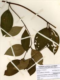 Image result for Melastomastrum segregatum