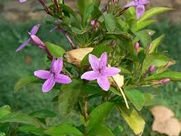 Image result for Eranthemum laxiflorum