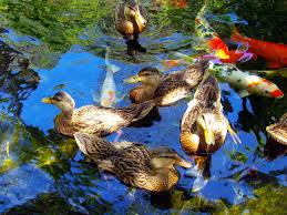 All you need is enough space for them to ducks are hardy and great fun to keep. Duck Ponds And How To Design Them Full Service Aquatics