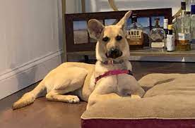 Comedy series about four native american teenagers growing up on a reservation in eastern oklahoma. Understanding Reservation Dogs Why Are They Shy And Fearful Wag Train
