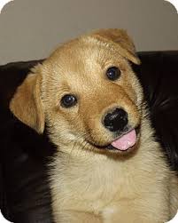 New and used items, cars, real estate, jobs, services, vacation rentals and more pure bred golden retriever puppies for sale! Phoenix Az Golden Retriever Meet Tipper A Pet For Adoption