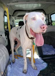 Some of the great danes listed on this page are still living with their owners, this is called a private adoption. September 2020 Rocker Puppy Rescue Sponsorships Deaf Dogs Rock