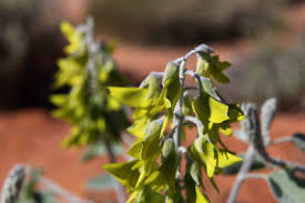 Image result for Crotalaria chirindae