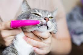 Most cat owners who have never tried brushing their kitty's teeth before avoid the practice out of fear of hurting their pet or getting hurt themselves. 7 Steps To Brushing Your Cat S Teeth Fokker Petfood