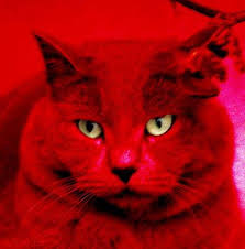Red Cat Mythical Animal Red Aesthetic Red Cat