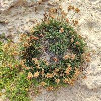 Image result for Cyperus chersinus