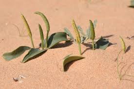 Image result for Ophioglossaceae