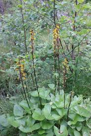Image result for Ligularia sibirica