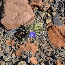 Image result for Aptosimum marlothii