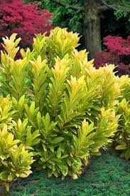 Plant one as an accent on the north side of your home or use several for a vibrant hedge/screen along your property line. Anise Florida Sunshine Autumn Hill Nursery