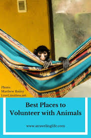 Best Places To Volunteer With Animals Around The World A Traveling Life Places To Volunteer Volunteering With Animals Volunteer Travel