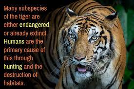 The international tiger day is celebrated on july 29 to spread awareness about the need to protect tigers which are an endangered species. World Tiger Day History Importance And Celebration Earth Reminder