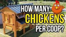 How many chickens fit in a coop? The real answer! - YouTube