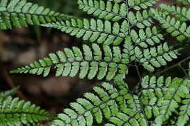 Image result for Arachniodes