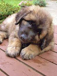 Co Welcomes Baby Gulliver Leonberger Dog Puppies Cute Dogs
