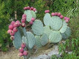 And it has earned some slack within the cactaceae family in which why is the prickly pears cactus chosen amongst the many thousands of other species in the cacti family? Opuntia Robusta