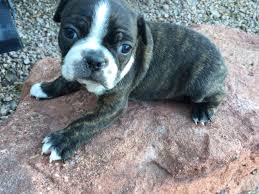 Eddi Graham Boston Terriers Puppies For Sale