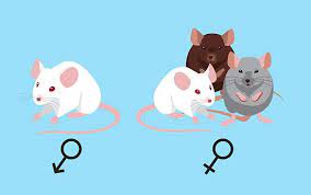 How To Take Care Of Mice Pet Mice Fancy Mouse Pet Rats