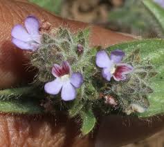 Image result for Nelsonia canescens